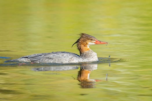 A female common merganser swims in the calm water in Spokane, Washington.