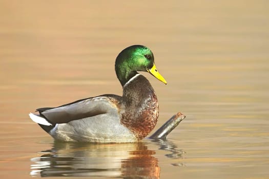 A male mallard stands on a stick in a calm pond in Spokane, Washington.