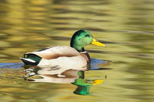 A male mallard casting a reflection swims in calm water in Spokane, Washington.