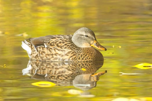 A female mallard duck swims in a calm pond in Spokane, Washington.