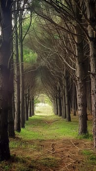 Mysterious pine forests hiding ancient secrets