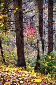 Colorful autumn forest with vibrant leaves and tree trunks creating a serene and peaceful woodland atmosphere, showcasing the beauty of nature in fall.