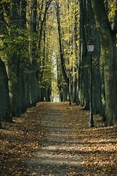 A tranquil walkway in an autumn park, lined with tall trees and vintage lamps. Fallen leaves cover the path, creating a serene and picturesque atmosphere, perfect for relaxation and reflection.
