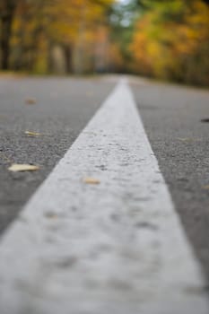 Low-angle view of a quiet country road with a distinct white line, surrounded by autumn foliage in a serene forest environment