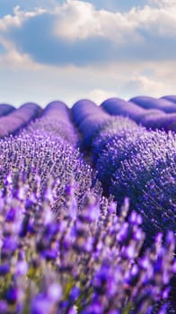 Vibrant fields of blooming lavender stretching to the horizon