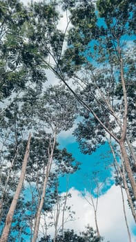 A forest with many trees. The trees are tall and green. The forest is full of life and is a peaceful place to be