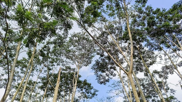 A forest with many trees. The trees are tall and green. The forest is full of life and is a peaceful place to be