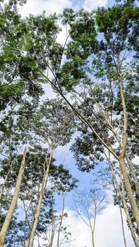 A forest with many trees. The trees are tall and green. The forest is full of life and is a peaceful place to be