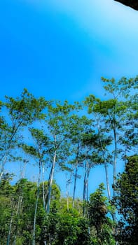 Breathtaking view of tall forest trees reaching towards a vibrant, clear blue sky, capturing the essence of nature's beauty and tranquility in a lush green environment.