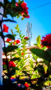 A cell tower stands prominently against a clear blue sky, framed by vibrant red and green blossoming flowers, blending technology with nature.