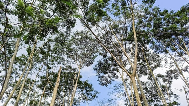 A forest with many trees. The trees are tall and green. The forest is full of life and is a peaceful place to be