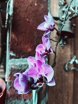 A bunch of purple orchids are hanging from a wall. The flowers are in full bloom and are very pretty