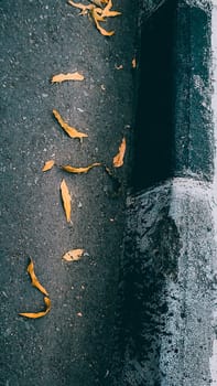 Scattered yellow leaves on a dark asphalt road, capturing the essence of autumn in an urban setting.