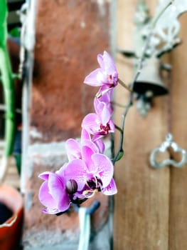 A bunch of purple orchids are hanging from a wall. The flowers are in full bloom and are very pretty