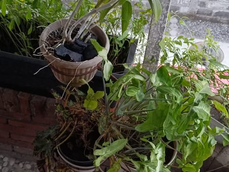 A plant is growing in a pot with a black object in the background. The plant is green and has leaves