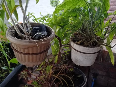 A plant is growing in a pot with a black object in the background. The plant is green and has leaves