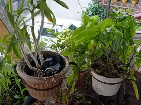 A plant is growing in a pot with a black object in the background. The plant is green and has leaves