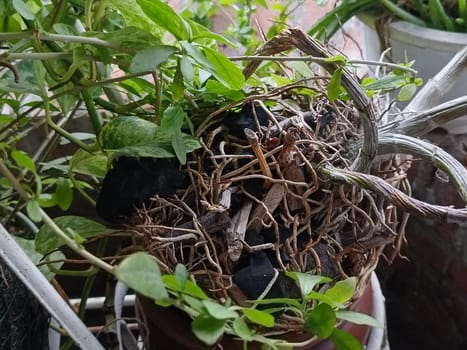 A plant in a pot with brown soil and green leaves. The plant is growing and has a lot of leaves