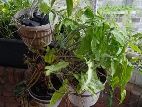A plant is growing in a pot with a black object in the background. The plant is green and has leaves