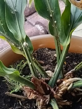 A plant in a pot with brown soil and green leaves. The plant is growing and has a lot of leaves