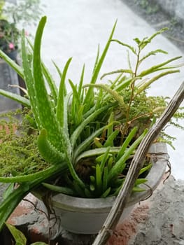 A plant in a pot with brown soil and green leaves. The plant is growing and has a lot of leaves