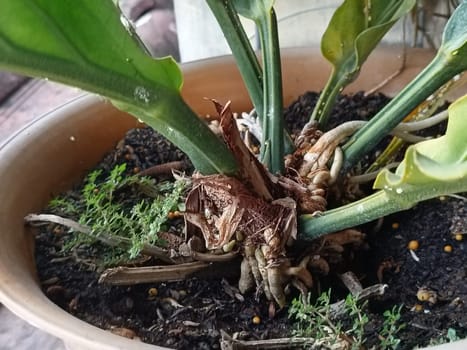 A plant in a pot with brown soil and green leaves. The plant is growing and has a lot of leaves