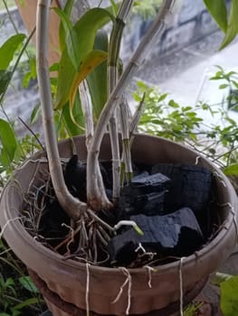 A plant is growing in a pot with a black object in the background. The plant is green and has leaves