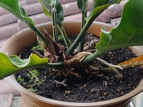 A plant in a pot with brown soil and green leaves. The plant is growing and has a lot of leaves