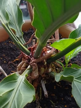 A plant in a pot with brown soil and green leaves. The plant is growing and has a lot of leaves
