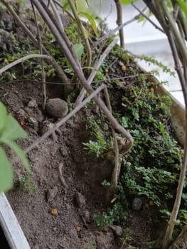 A plant in a pot with brown soil and green leaves. The plant is growing and has a lot of leaves