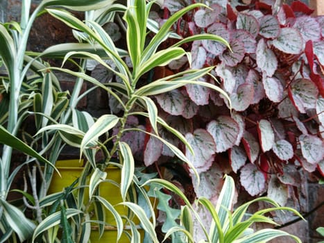 A closeup view of beautiful begonia leaves showcasing their pink and green hues. These leaves exhibit a striking pattern and texture, making them ideal for botanical and nature themes.