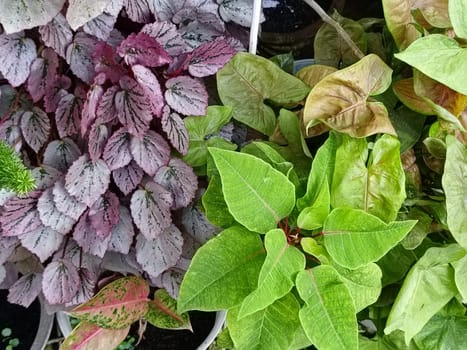 A closeup view of beautiful begonia leaves showcasing their pink and green hues. These leaves exhibit a striking pattern and texture, making them ideal for botanical and nature themes.