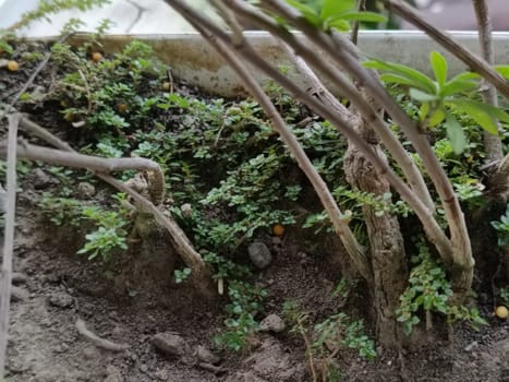 A plant in a pot with brown soil and green leaves. The plant is growing and has a lot of leaves