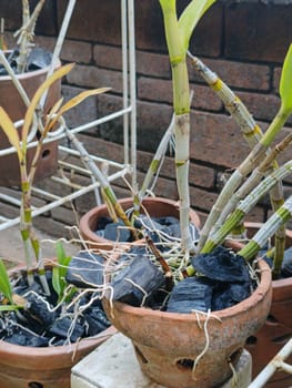A plant is growing in a pot with a black object in the background. The plant is green and has leaves