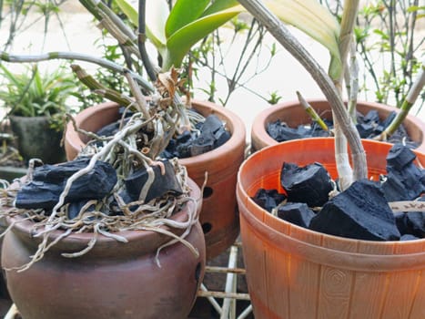 A plant is growing in a pot with a black object in the background. The plant is green and has leaves