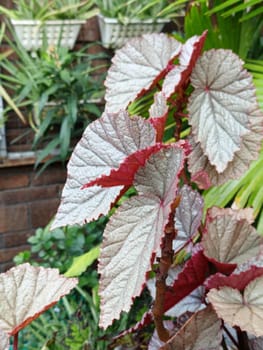 A closeup view of beautiful begonia leaves showcasing their pink and green hues. These leaves exhibit a striking pattern and texture, making them ideal for botanical and nature themes.