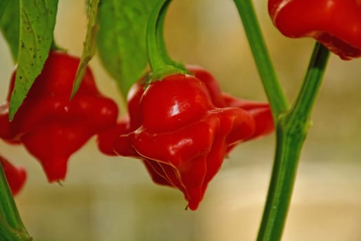 bishops crown chili on its plant