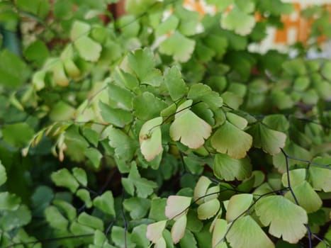 The background image that is green, the colors of the autumn leaves are perfect, suitable for seasonal use. Green plant gives a calm feeling to the owner.