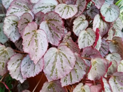 A closeup view of beautiful begonia leaves showcasing their pink and green hues. These leaves exhibit a striking pattern and texture, making them ideal for botanical and nature themes.