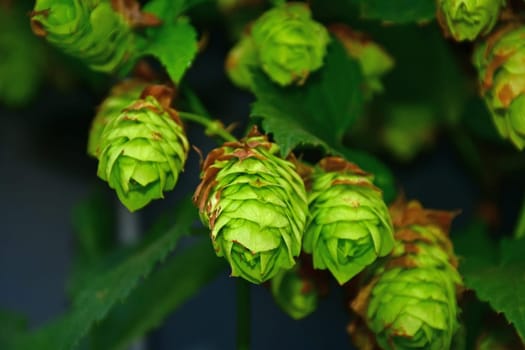 hop with ripe cones in autumn