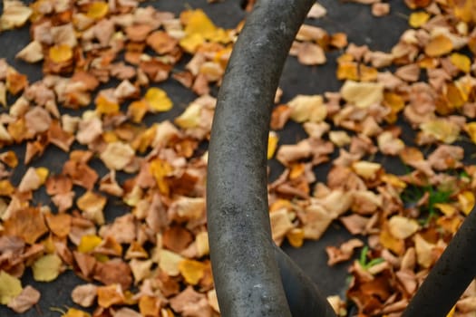 autumnal colored leaves on a street with an iron grid
