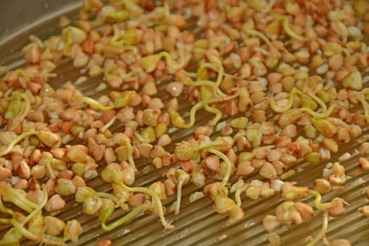 buckwheat, closeup of the sprouts