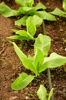 Sugar Loaf salad salad in a greenhouse with irrigation system with drip hose
