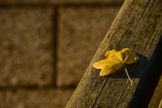 autumnal colored field maple leaf on a park bench