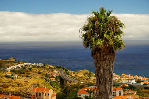 A palm tree against the backdrop of buildings in Canico on the island of Madeira, with the ocean and expressway in the distance