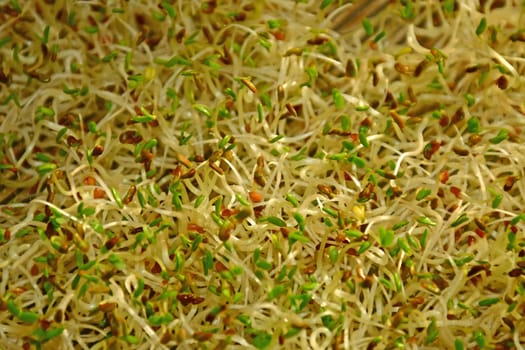 Alfalfa sprouts in a macro view