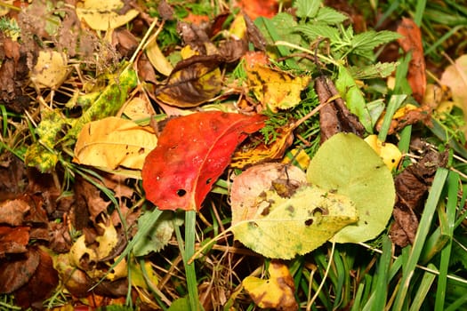 autumnal painted leaves in a heap in a meadow