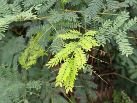 A detailed close-up of vibrant green fern leaves, showcasing their delicate texture and fresh growth in a natural setting. Perfect for themes of nature, growth, and tranquility.