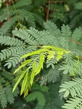 A detailed close-up of vibrant green fern leaves, showcasing their delicate texture and fresh growth in a natural setting. Perfect for themes of nature, growth, and tranquility.
