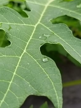 A detailed image capturing a vibrant green leaf with visible raindrops. The leaf's intricate vein patterns showcase nature's beauty and complexity, offering a sense of freshness and tranquility.